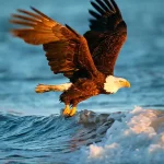 Animals Jigsaw Puzzle – Eagle igra online - igraj besplatno