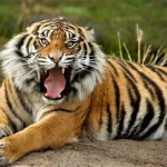 Animals Jigsaw Puzzle – Tiger igra online - igraj besplatno