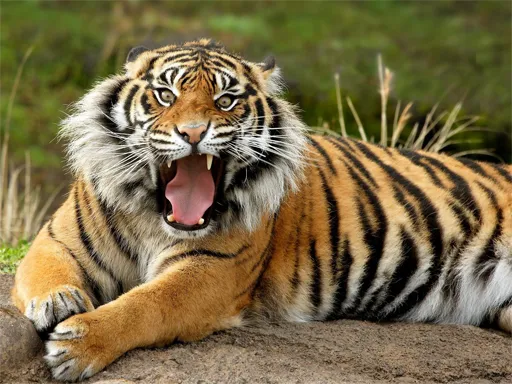 Animals Jigsaw Puzzle – Tiger igra online - igraj besplatno
