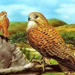 Birds of Prey Slide igra online - igraj besplatno