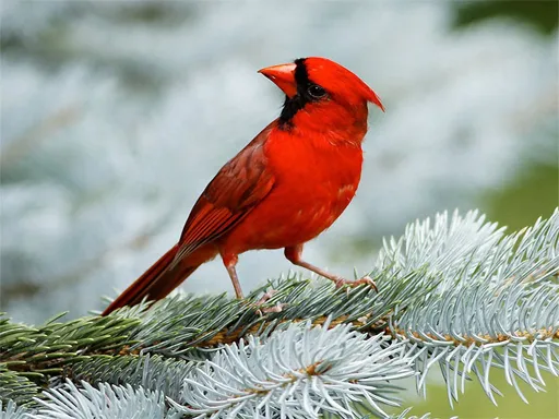 Birds Puzzle igra online - igraj besplatno
