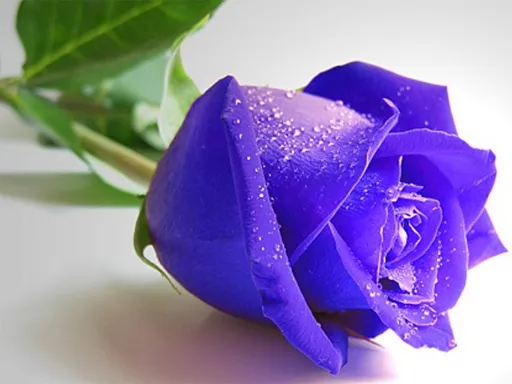 Blue Roses Puzzle igra online - igraj besplatno