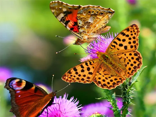 Butterfly Slide igra online - igraj besplatno