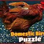 Domestic Birds Puzzle igra online - igraj besplatno