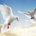 Flying Birds Slide igra online - igraj besplatno