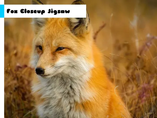 Fox Closeup Jigsaw igra online - igraj besplatno