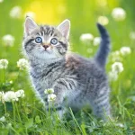 Kittens Jigsaw Puzzle Collection igra online - igraj besplatno