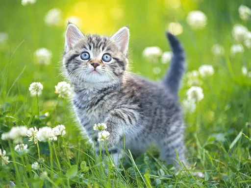 Kittens Jigsaw Puzzle Collection igra online - igraj besplatno